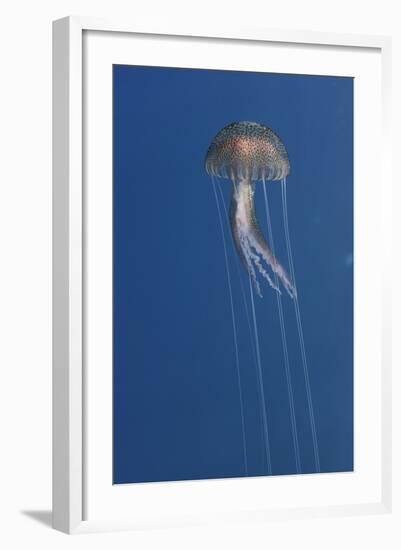 Purple Stinger - Common Jellyfish (Pelagia Noctiluca) Malta, Mediteranean, May 2009-Zankl-Framed Photographic Print