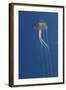 Purple Stinger - Common Jellyfish (Pelagia Noctiluca) Malta, Mediteranean, May 2009-Zankl-Framed Photographic Print