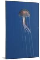 Purple Stinger - Common Jellyfish (Pelagia Noctiluca) Malta, Mediteranean, May 2009-Zankl-Mounted Photographic Print