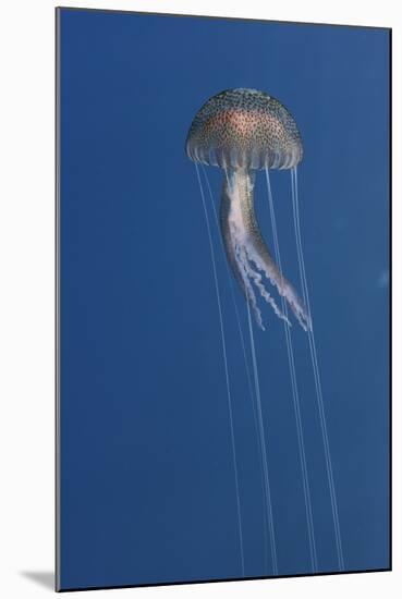 Purple Stinger - Common Jellyfish (Pelagia Noctiluca) Malta, Mediteranean, May 2009-Zankl-Mounted Photographic Print