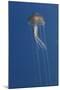 Purple Stinger - Common Jellyfish (Pelagia Noctiluca) Malta, Mediteranean, May 2009-Zankl-Mounted Photographic Print