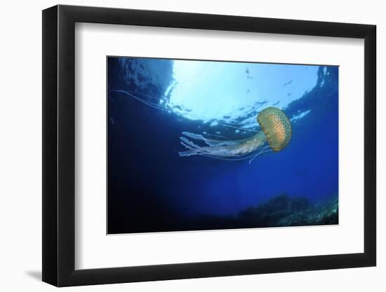 Purple Stinger - Common Jellyfish (Pelagia Noctiluca) Malta, Mediteranean, May 2009-Zankl-Framed Photographic Print