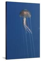 Purple Stinger - Common Jellyfish (Pelagia Noctiluca) Malta, Mediteranean, May 2009-Zankl-Stretched Canvas