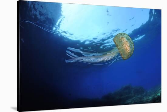 Purple Stinger - Common Jellyfish (Pelagia Noctiluca) Malta, Mediteranean, May 2009-Zankl-Stretched Canvas