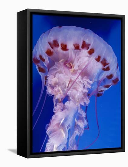 Purple-Stiped Jellyfish-null-Framed Stretched Canvas