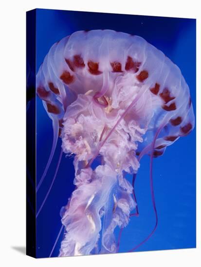 Purple-Stiped Jellyfish-null-Stretched Canvas