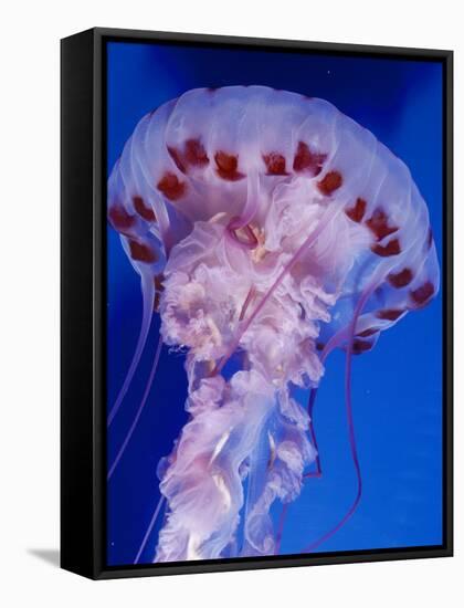 Purple-Stiped Jellyfish-null-Framed Stretched Canvas