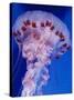 Purple-Stiped Jellyfish-null-Stretched Canvas