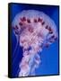 Purple-Stiped Jellyfish-null-Framed Stretched Canvas