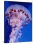 Purple-Stiped Jellyfish-null-Stretched Canvas