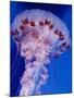 Purple-Stiped Jellyfish-null-Mounted Photographic Print