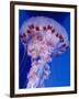 Purple-Stiped Jellyfish-null-Framed Photographic Print