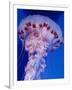 Purple-Stiped Jellyfish-null-Framed Photographic Print