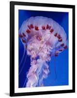 Purple-Stiped Jellyfish-null-Framed Photographic Print