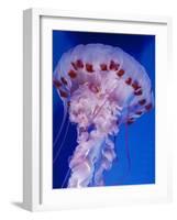 Purple-Stiped Jellyfish-null-Framed Photographic Print