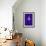 Purple Stoop-Tim Hayward-Framed Giclee Print displayed on a wall