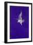 Purple Stoop-Tim Hayward-Framed Giclee Print