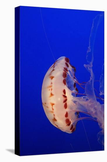Purple-Striped Jelly-Hal Beral-Stretched Canvas