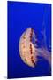 Purple-Striped Jelly-Hal Beral-Mounted Premium Photographic Print