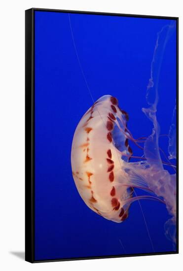 Purple-Striped Jelly-Hal Beral-Framed Stretched Canvas