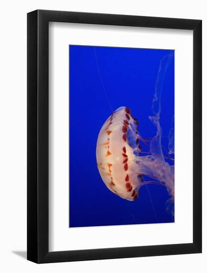 Purple-Striped Jelly-Hal Beral-Framed Photographic Print