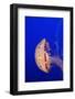 Purple-Striped Jelly-Hal Beral-Framed Photographic Print