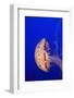 Purple-Striped Jelly-Hal Beral-Framed Photographic Print
