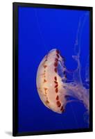 Purple-Striped Jelly-Hal Beral-Framed Photographic Print