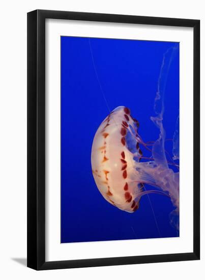 Purple-Striped Jelly-Hal Beral-Framed Photographic Print