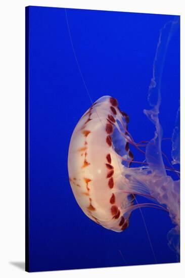 Purple-Striped Jelly-Hal Beral-Stretched Canvas