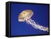 Purple Striped Jellyfish-null-Framed Stretched Canvas