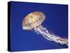 Purple Striped Jellyfish-null-Stretched Canvas