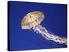 Purple Striped Jellyfish-null-Stretched Canvas