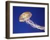 Purple Striped Jellyfish-null-Framed Photographic Print