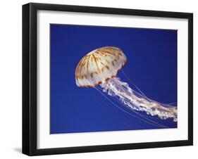 Purple Striped Jellyfish-null-Framed Photographic Print