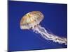 Purple Striped Jellyfish-null-Mounted Photographic Print