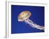 Purple Striped Jellyfish-null-Framed Photographic Print