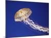 Purple Striped Jellyfish-null-Mounted Photographic Print