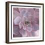 Purple Succulent-Kimberly Allen-Framed Art Print