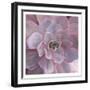 Purple Succulent-Kimberly Allen-Framed Art Print