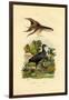 Purple Swamphen, 1833-39-null-Framed Premium Giclee Print