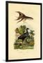 Purple Swamphen, 1833-39-null-Framed Premium Giclee Print