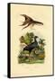 Purple Swamphen, 1833-39-null-Framed Stretched Canvas