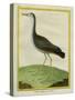 Purple Swamphen-Georges-Louis Buffon-Stretched Canvas