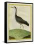 Purple Swamphen-Georges-Louis Buffon-Framed Stretched Canvas