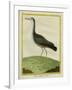 Purple Swamphen-Georges-Louis Buffon-Framed Giclee Print