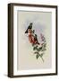 Purple-Tail, Metallura Williami-John Gould-Framed Giclee Print