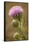 Purple Thistle Flower, Everglades National Park, Florida-Rob Sheppard-Framed Stretched Canvas