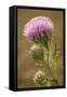 Purple Thistle Flower, Everglades National Park, Florida-Rob Sheppard-Framed Stretched Canvas