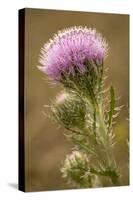 Purple Thistle Flower, Everglades National Park, Florida-Rob Sheppard-Stretched Canvas